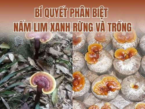 Bí quyết phân biệt nấm Lim Xanh rừng và trồng chính xác, đơn giản